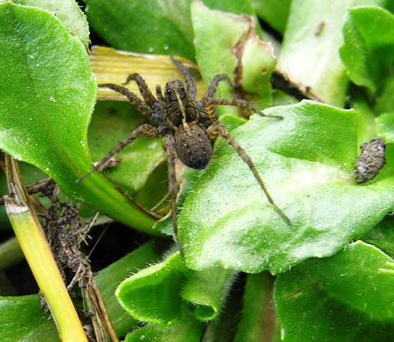 Ragno da giardino: Pardosa sp. ?